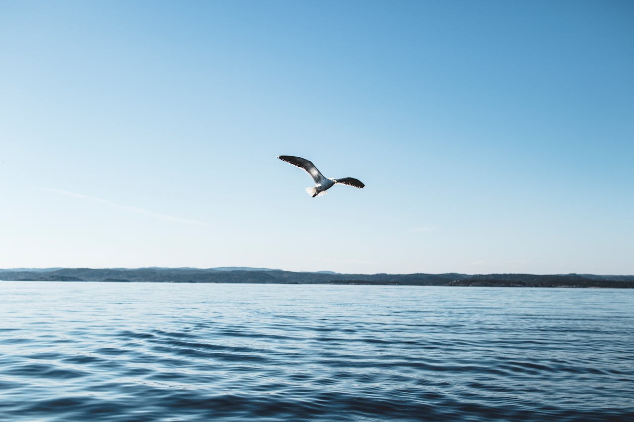 white and brown bird near body of water under blue sky