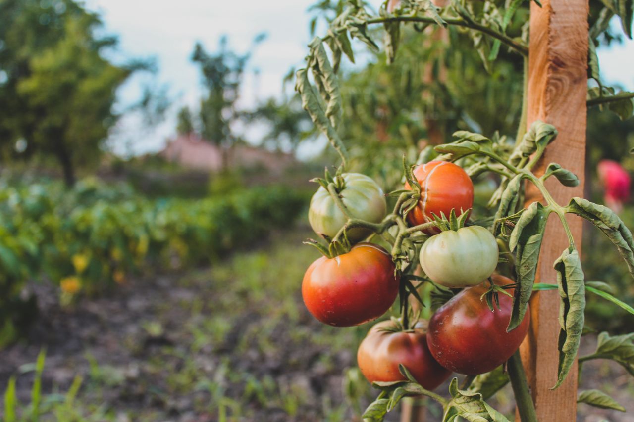 photograph of tomatoes